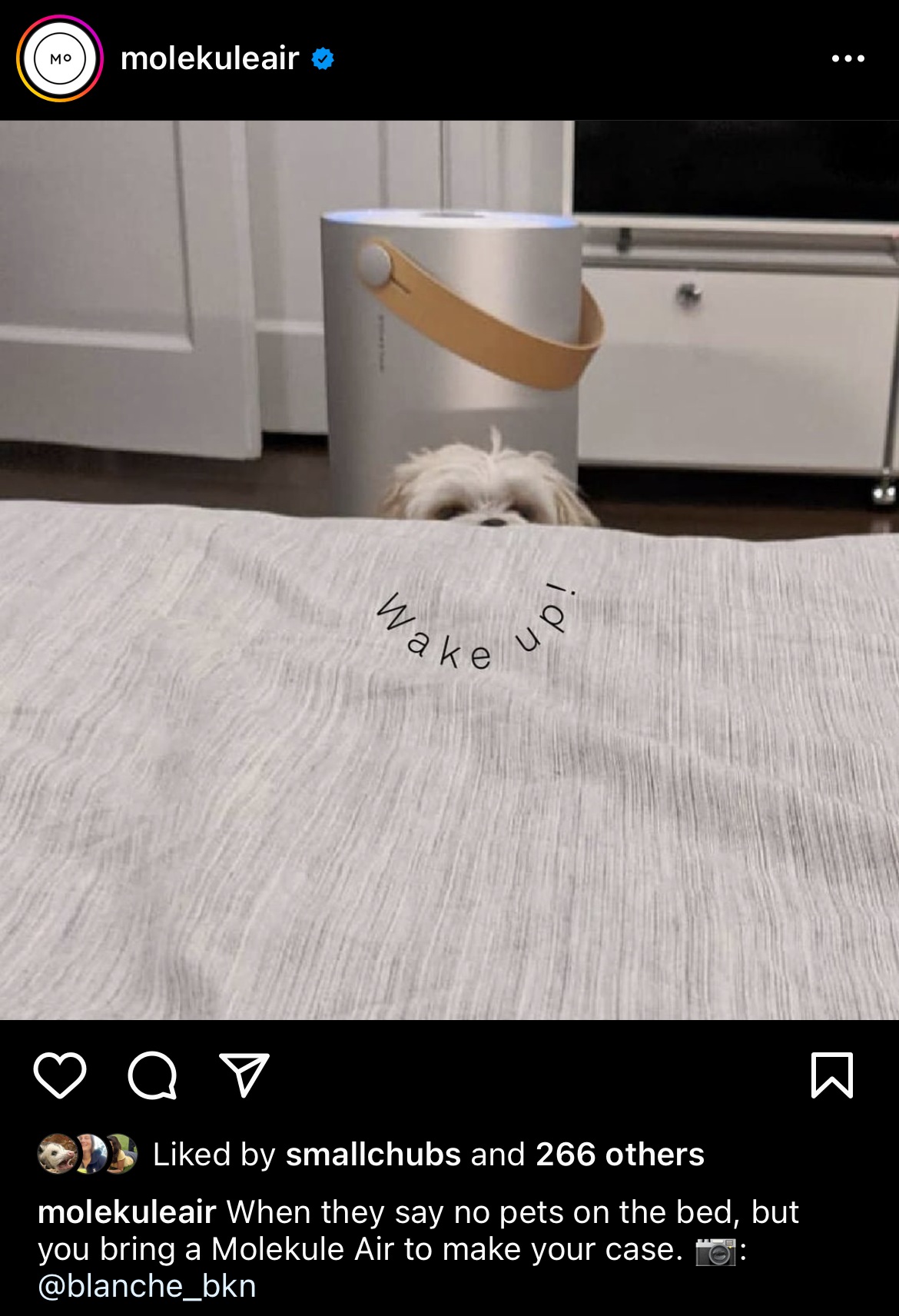 Wake up! Air Mini pup