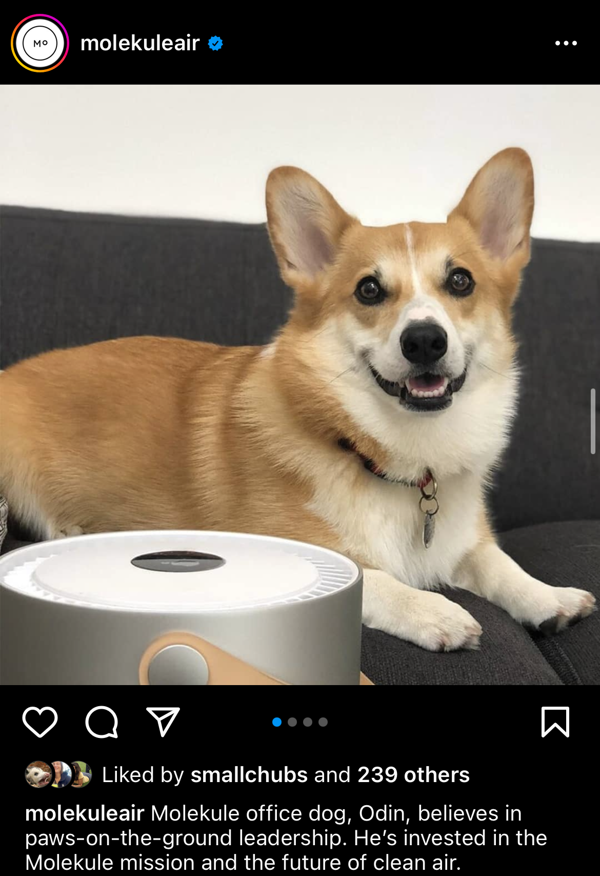 Odin the office corgi