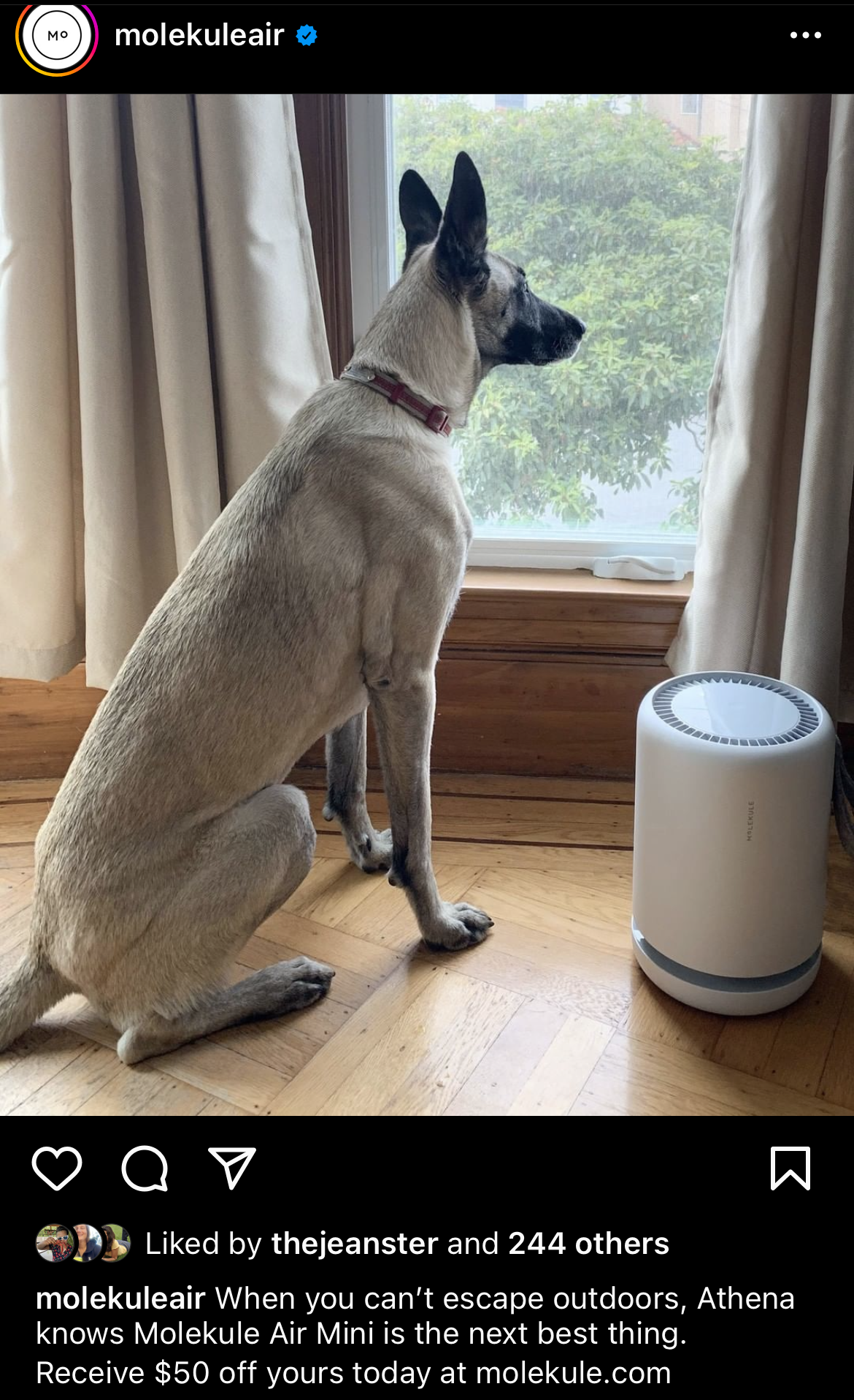 Athena by the window
